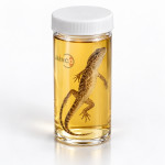 Lizard Dissection